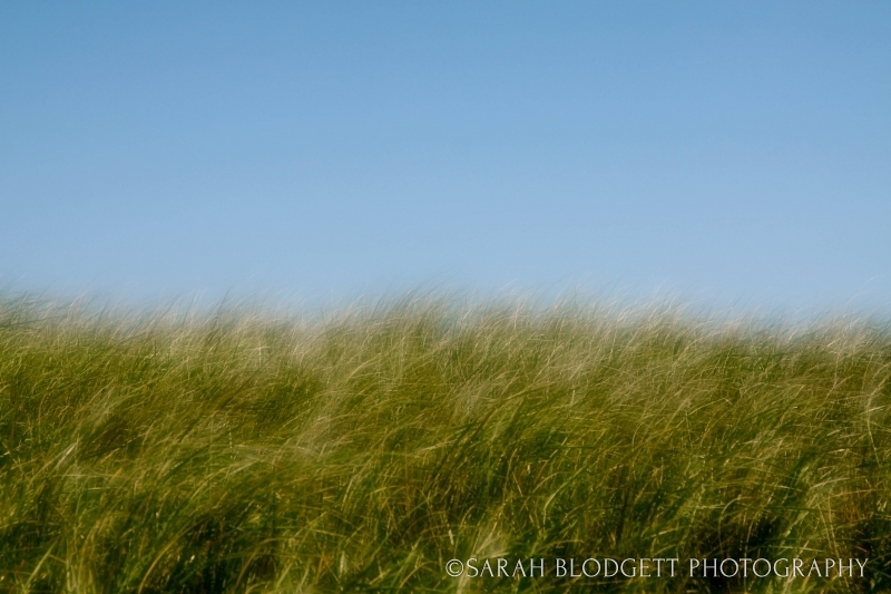 Cape Cod Grasses 0932