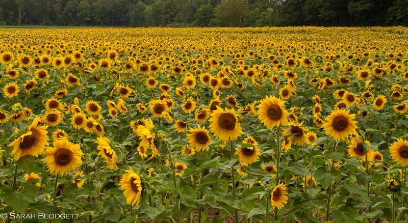 Sunflowers 7121