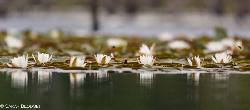 Water Lillies 8967