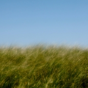 Cape Cod Grasses 0932