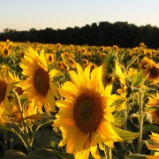 Sunflowers 9137