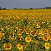 Sunflowers 5994